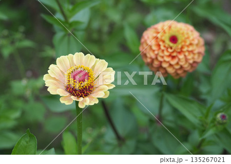 黄色とオレンジのジニアの花 135267021