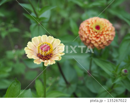 黄色とオレンジのジニアの花 135267022
