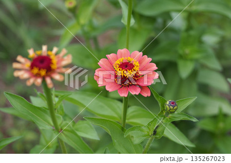オレンジのジニアの花 オレンジのジニアの花 135267023