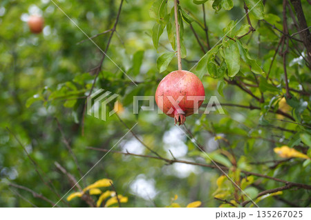 ザクロの実 135267025