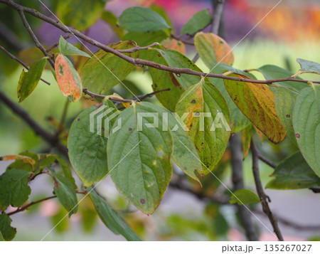 紅葉した柿の葉 紅葉した柿の葉 135267027