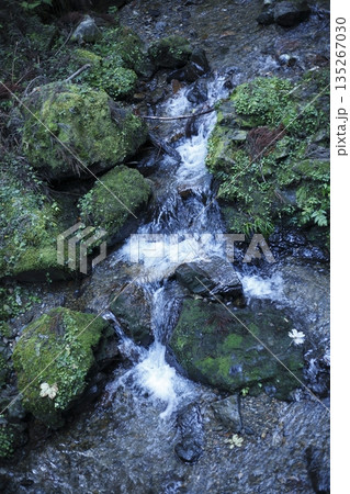 山の中の苔むす岩と渓流 山の中の苔むす岩と渓流 135267030