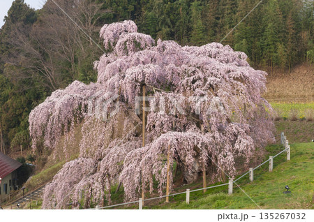 福島県三春町 三春の滝桜 福島県三春町 三春の滝桜 135267032