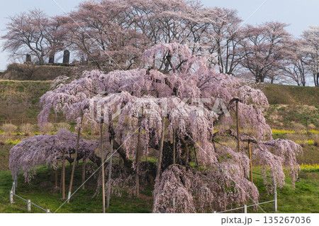 福島県三春町 三春の滝桜 福島県三春町 三春の滝桜 135267036