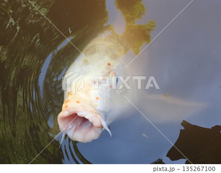 大綱金刀比羅神社 龍神池 コイ 大綱金刀比羅神社 龍神池 コイ 135267100