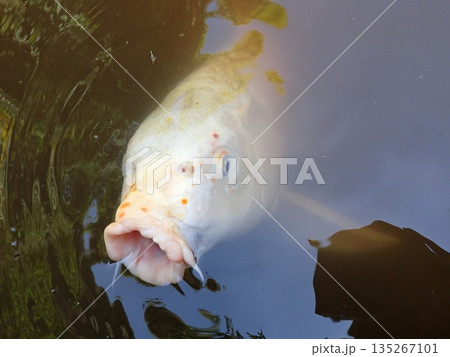 大綱金刀比羅神社　龍神池　コイ 135267101