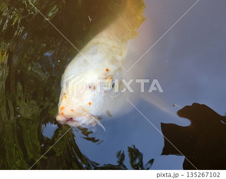 大綱金刀比羅神社 龍神池 コイ 大綱金刀比羅神社 龍神池 コイ 135267102