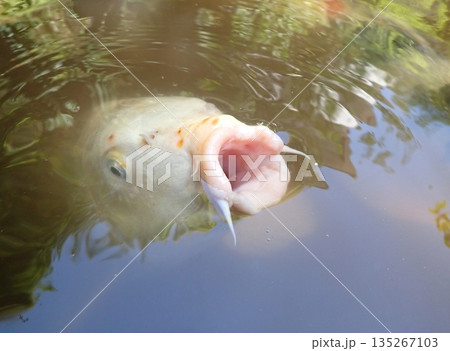 大綱金刀比羅神社 龍神池 コイ 大綱金刀比羅神社 龍神池 コイ 135267103