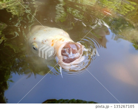 大綱金刀比羅神社　龍神池　コイ 135267105