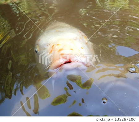 大綱金刀比羅神社　龍神池　コイ 135267106