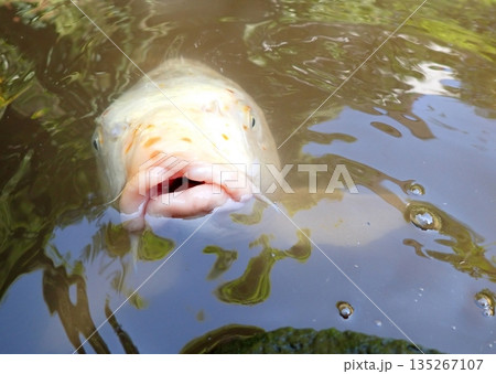 大綱金刀比羅神社　龍神池　コイ 135267107