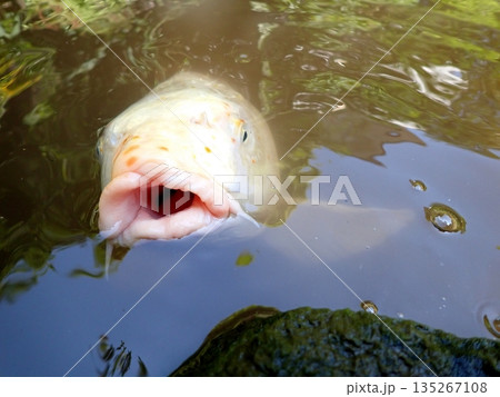 大綱金刀比羅神社 龍神池 コイ 大綱金刀比羅神社 龍神池 コイ 135267108