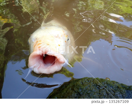 大綱金刀比羅神社 龍神池 コイ 大綱金刀比羅神社 龍神池 コイ 135267109