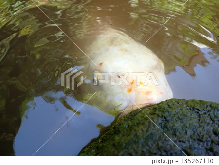 大綱金刀比羅神社 龍神池 コイ 大綱金刀比羅神社 龍神池 コイ 135267110
