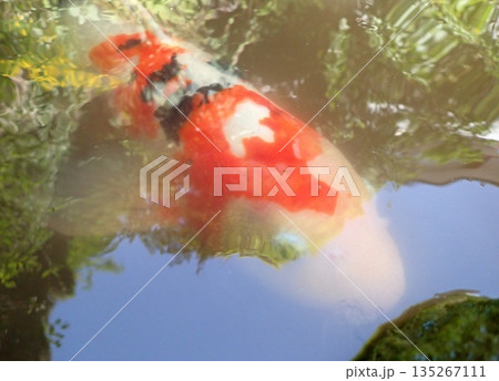 大綱金刀比羅神社　龍神池　コイ 135267111