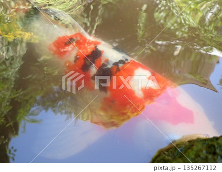 大綱金刀比羅神社　龍神池　コイ 135267112