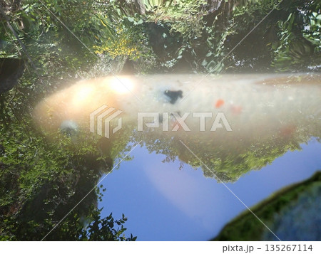 大綱金刀比羅神社　龍神池　コイ 135267114