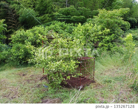 箱わな 箱わな 135267128