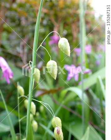 コバンソウ 135267151