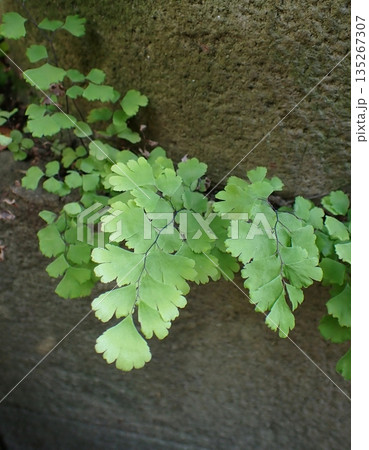 ホウライシダ ホウライシダ 135267307