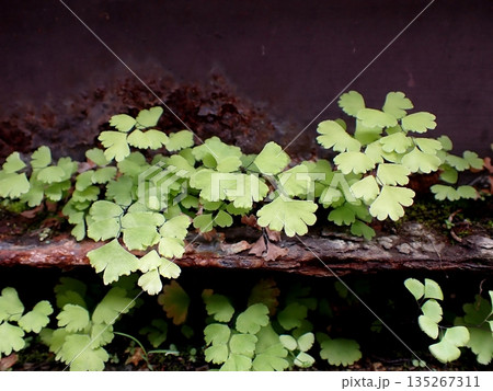 ホウライシダ 135267311