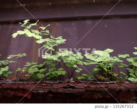 ホウライシダ ホウライシダ 135267312