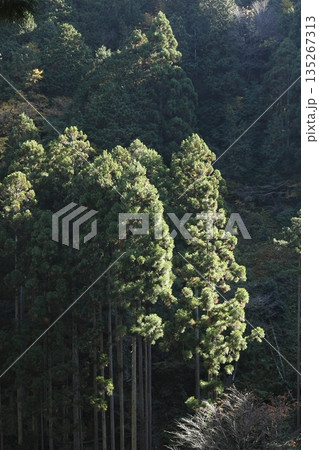 朝日に輝く針葉樹 朝日に輝く針葉樹 135267313
