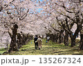 五稜郭の桜並木と散策する家族連れ 135267324