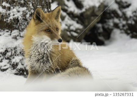 森でたたずむキタキツネ 135267331