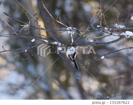 枝に止まっていたシマエナガ 135267622