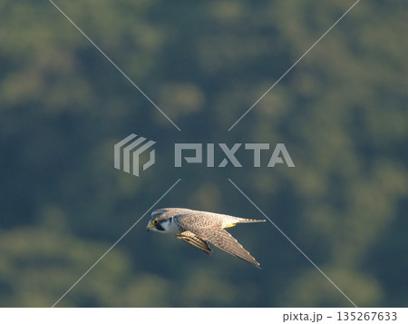 秋に渡りをする野鳥を狙って飛び回るハヤブサ 秋に渡りをする野鳥を狙って飛び回るハヤブサ 135267633