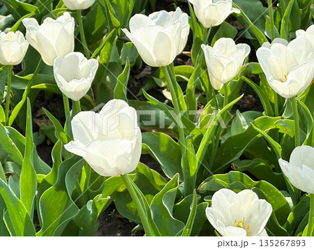 Beautiful white tulips blooming in a lush green garden. Beautiful white tulips blooming in a lush green garden. 135267893