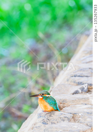石垣の上に止まる美しいカワセミ 135267933