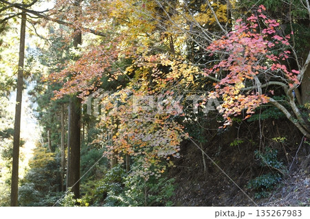 山の中の紅葉したもみじ 135267983