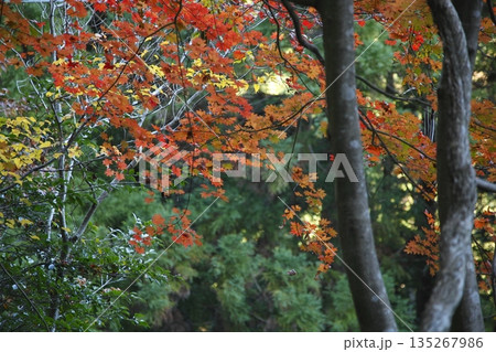 山の中の紅葉したもみじ 山の中の紅葉したもみじ 135267986