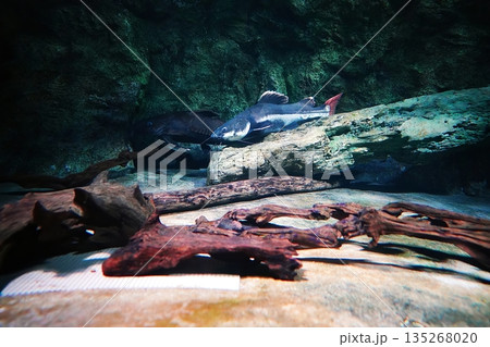 レッドテールキャットフィッシュ 135268020