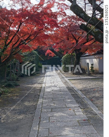 寺院の参道を覆うモミジ 寺院の参道を覆うモミジ 135268025