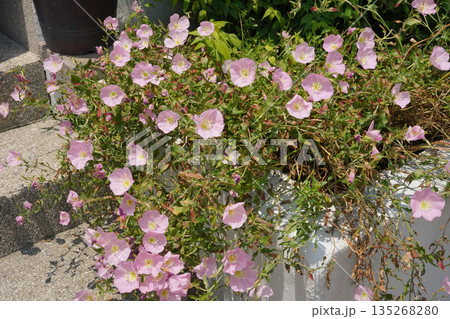 Clusters of Pink Evening Primrose Blooming in Sunlight Clusters of Pink Evening Primrose Blooming in Sunlight 135268280