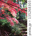 陽射を受けるモミジ 135268303