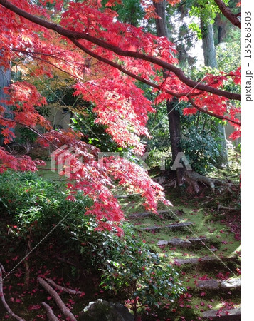 陽射を受けるモミジ 陽射を受けるモミジ 135268303