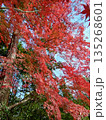 モミジの大木 135268601