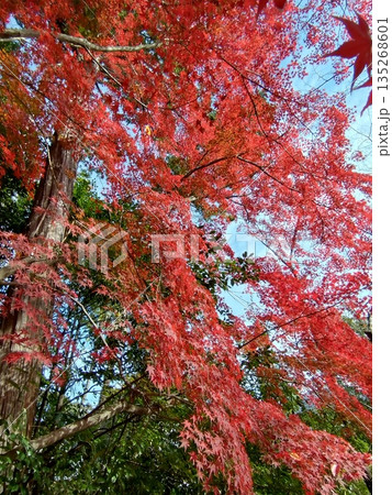 モミジの大木 モミジの大木 135268601