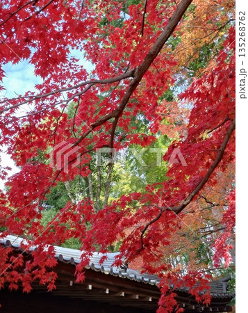 古寺の屋根を覆うモミジ 古寺の屋根を覆うモミジ 135268762