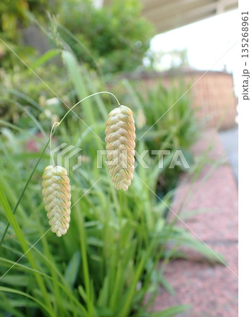 コバンソウ 135268961