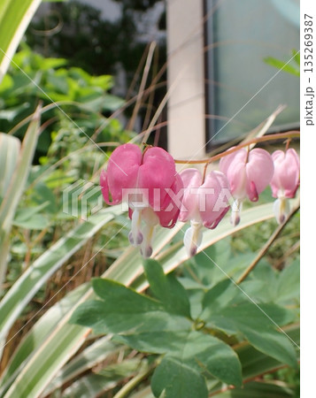タイツリソウの花 タイツリソウの花 135269387