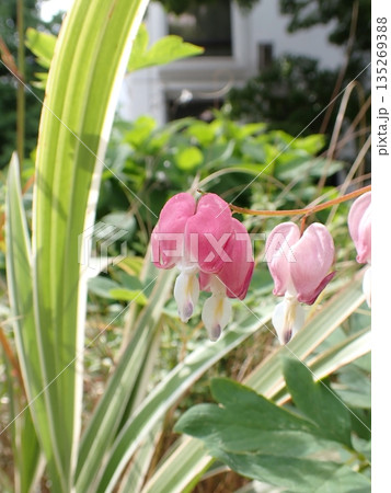 タイツリソウの花 タイツリソウの花 135269388