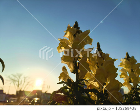 夕日を浴びるキンギョソウ 135269438