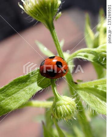 ナミテントウとハルジオン 135269501