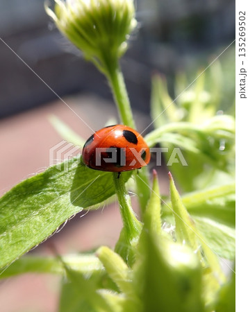 ナミテントウとハルジオン ナミテントウとハルジオン 135269502