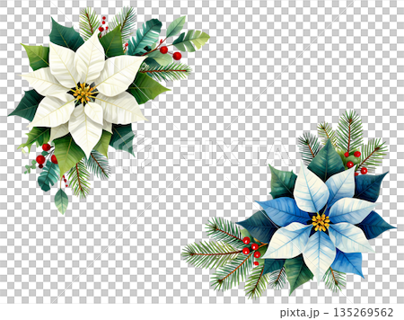 Christmas flower poinsettia with holly and pine tree branch 135269562